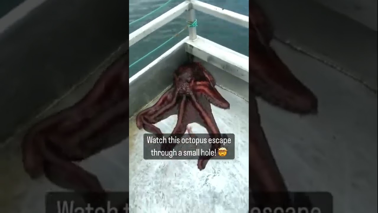 Watch this Octopus escape through a tiny hole!! 🤯