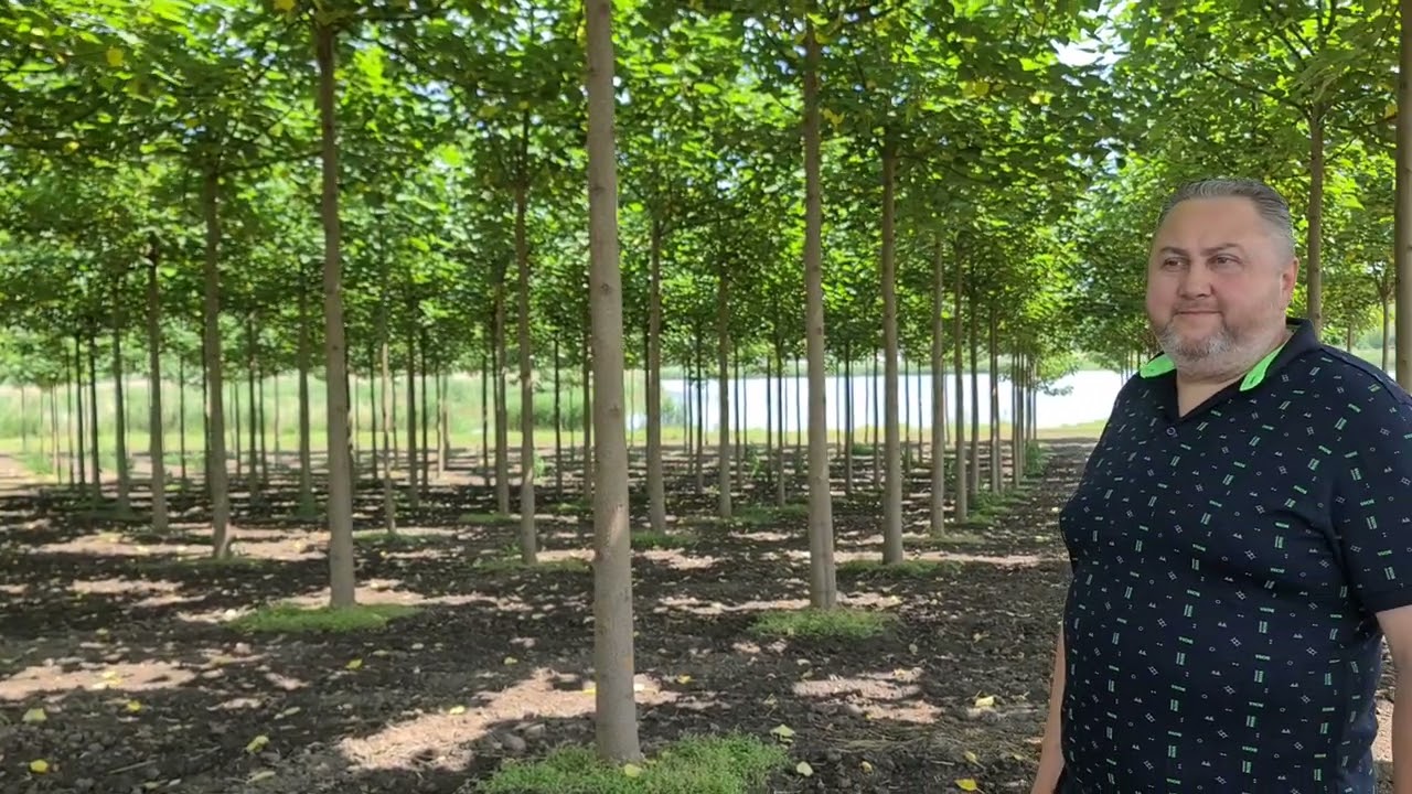 PAULOWNIA - INGRIJIRE CORECTA PENTRU FORMAREA TRUNCHIULUI
