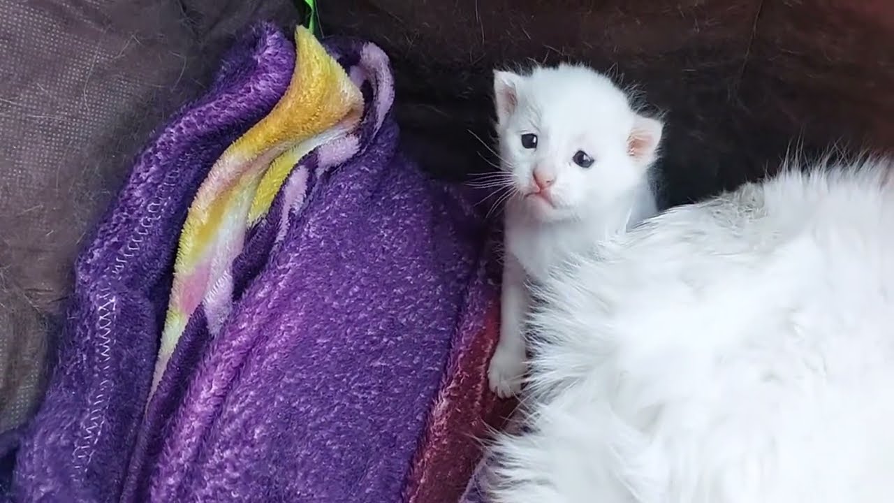 Adorable Kittens Hiding Behind Mama Cat To Protect Their self