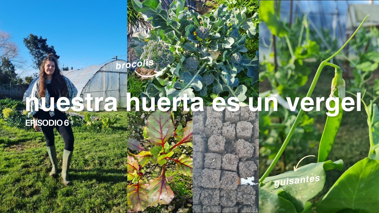 Huerta de invierno: repollos, brocoli, berza... 🥬🫛👩‍🌾 Analizamos nuestro suelo🥼🧪