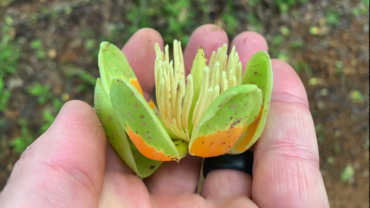 Nectar Flows - What You Need To Know
