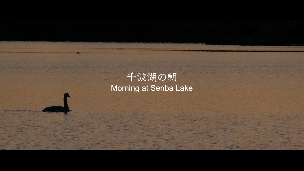 千波湖の朝