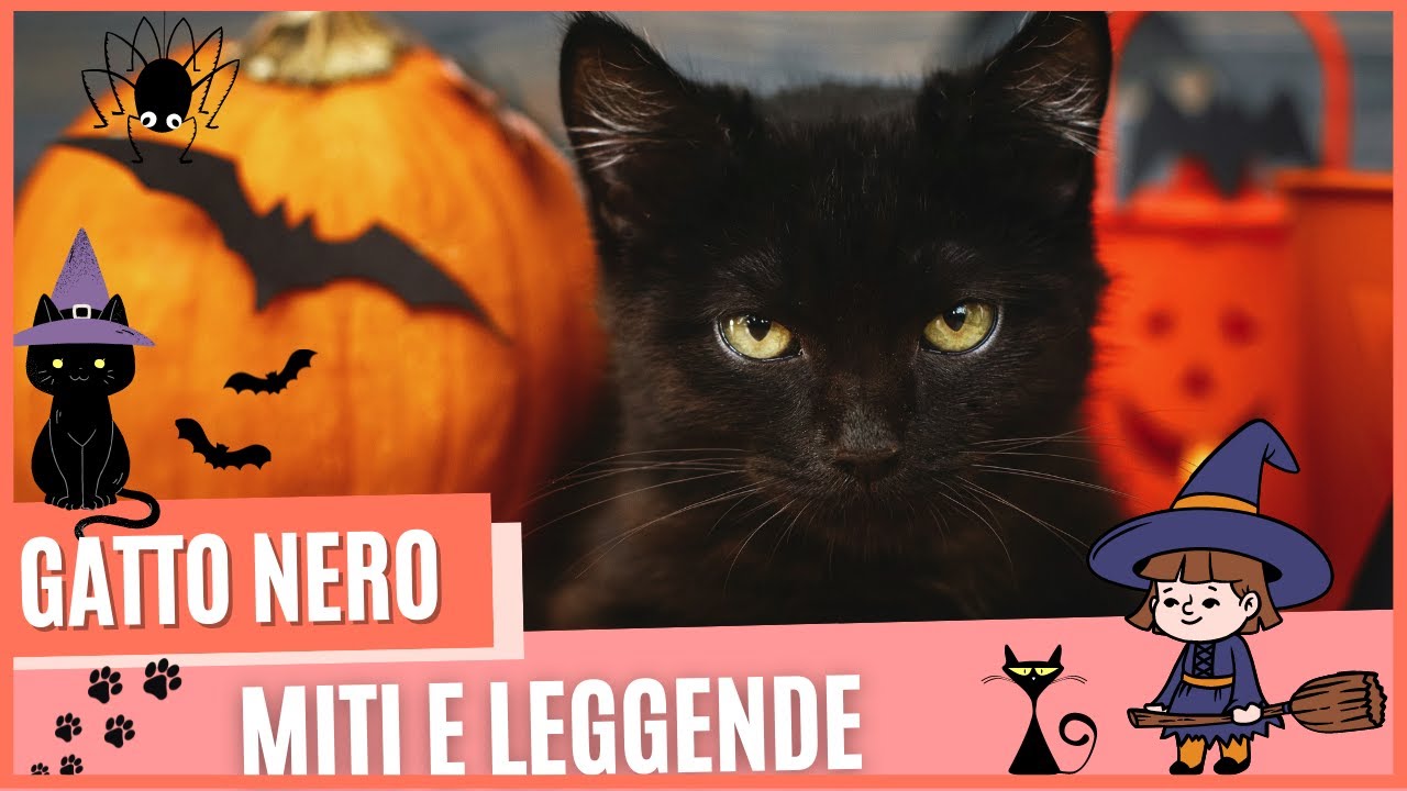 Gatto nero miti e leggende |  Gatto nero storia della superstizione | Gatto nero e magia |Halloween