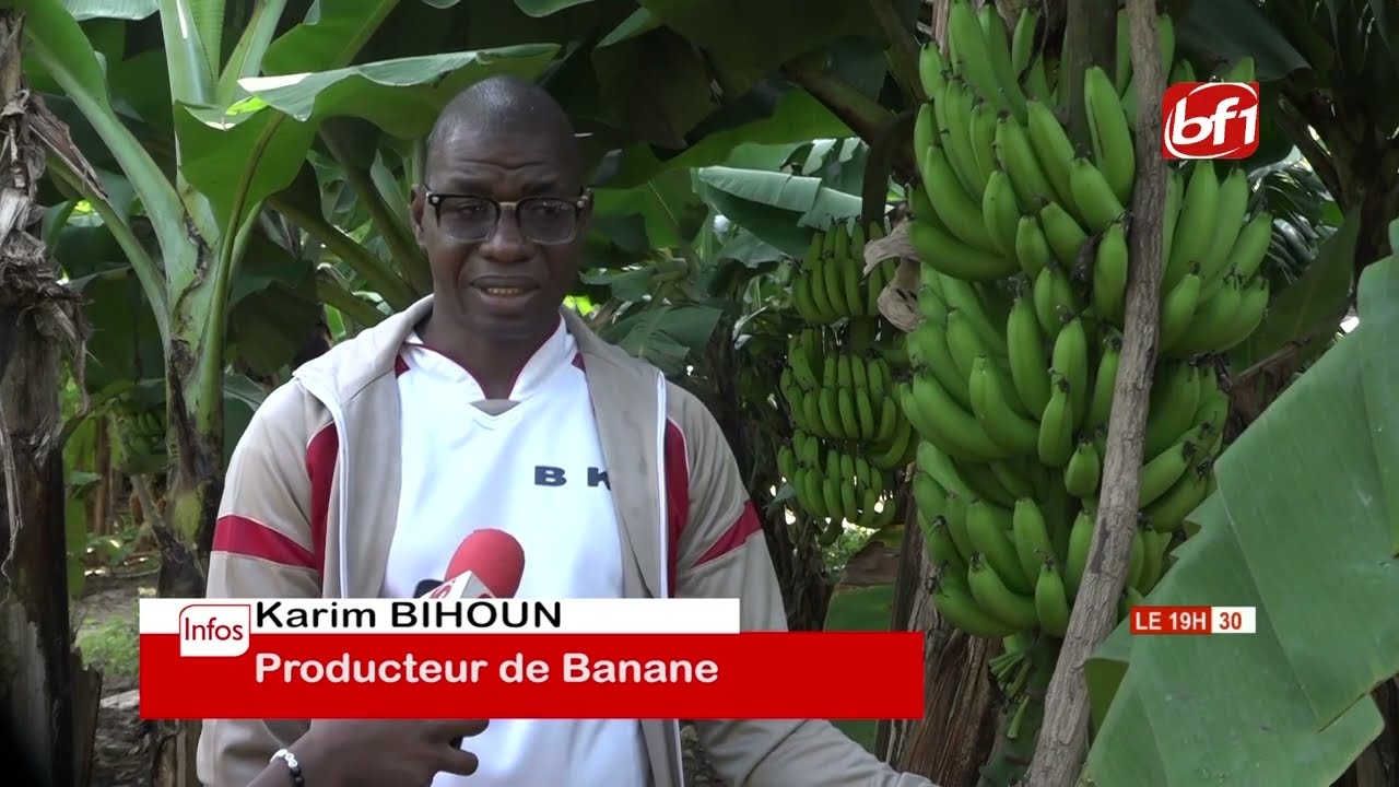 Production de banane au Burkina : entre espoir et défis, Karim BIHOUN, partage son expérience