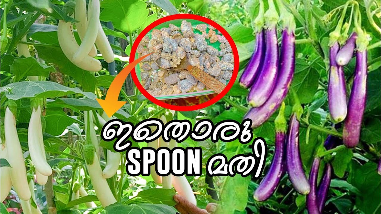 വഴുതന ഇങ്ങനെ കുല കുത്തി പിടിക്കാൻ ഇതൊരു spoon മതി | Brinjal Farming Tips | Egg plant care