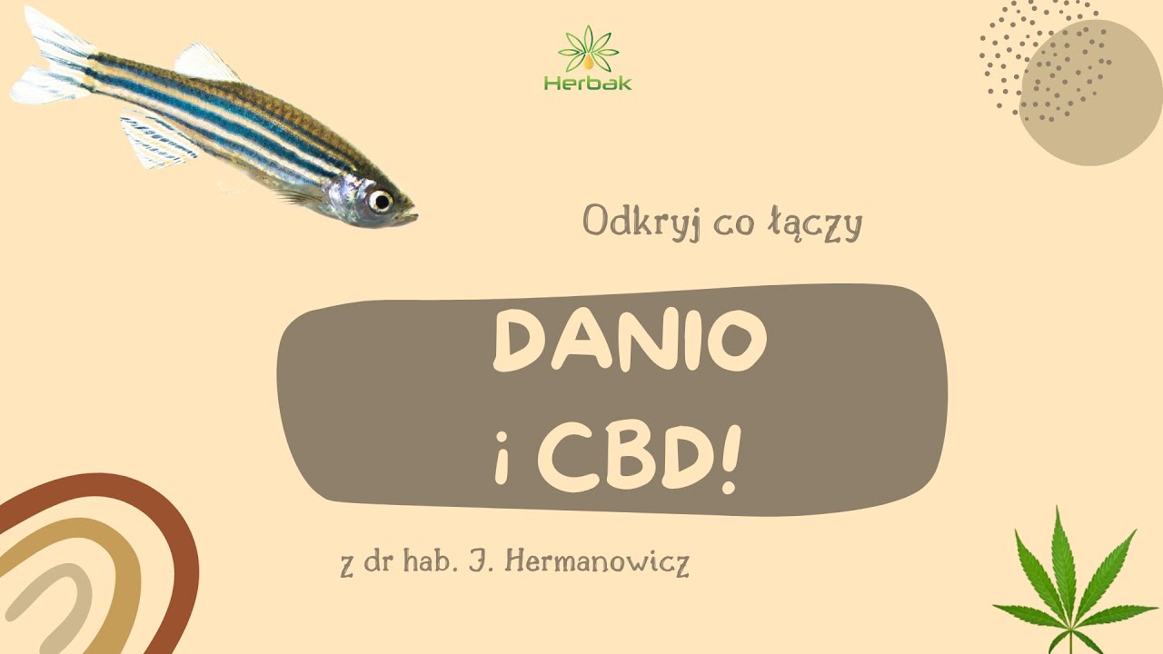Czy CBD może wyleczyć raka? Co ma do tego Danio? Więcej niż myślisz!