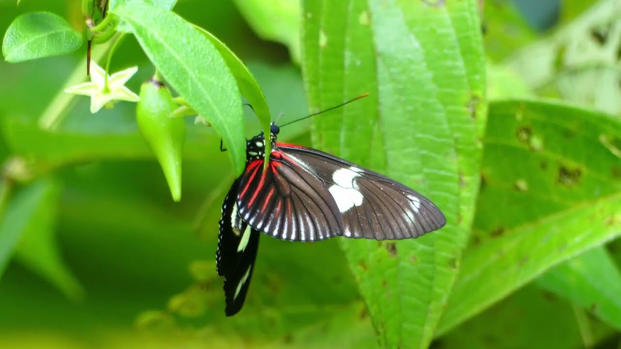 Heliconius doris (Doris Longwing), French Guiana
