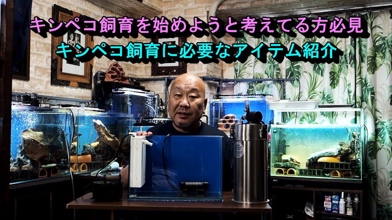 キンペコ飼育を考えてる方必見の映像です。内容はキンペコ水槽の立ち上げとF2キンペコ映像