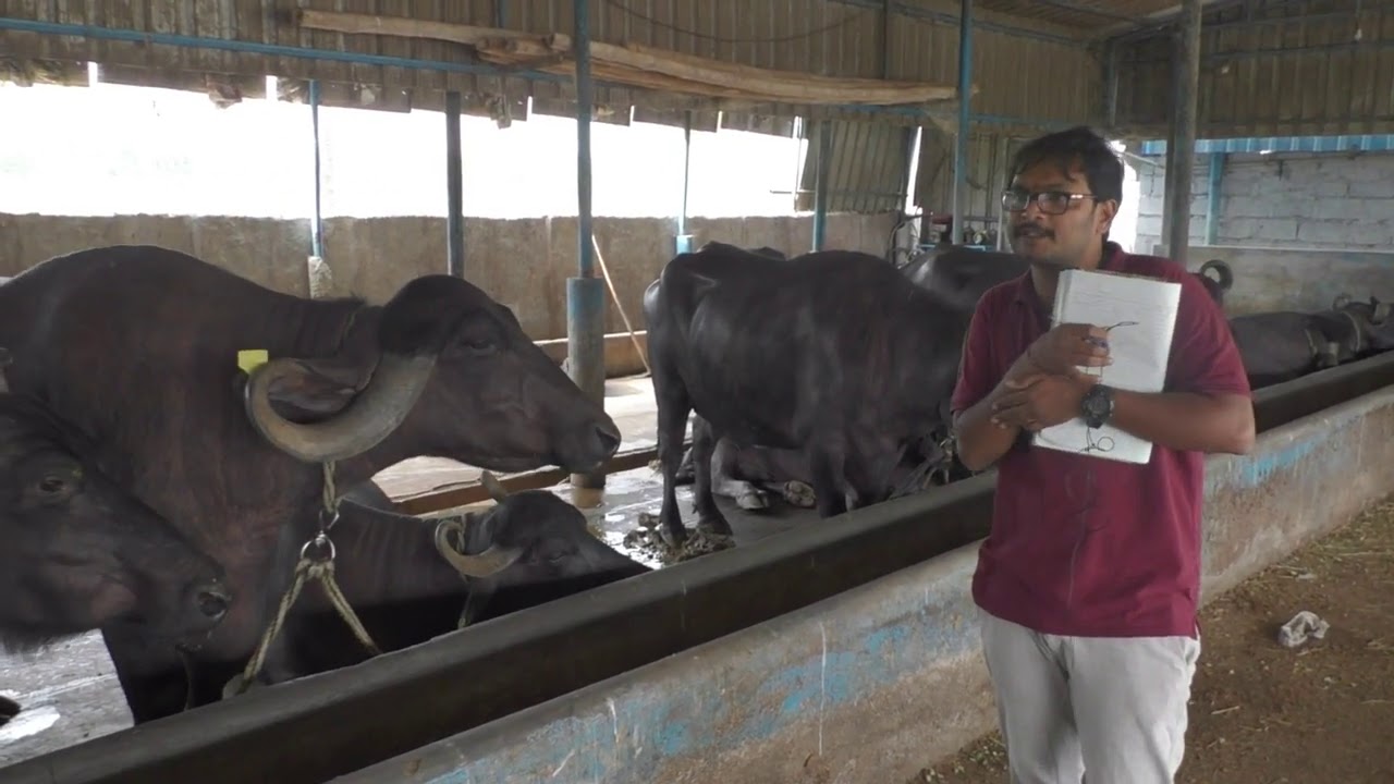 Buffalo's one of the largest farm in Karnataka. [Promo ]