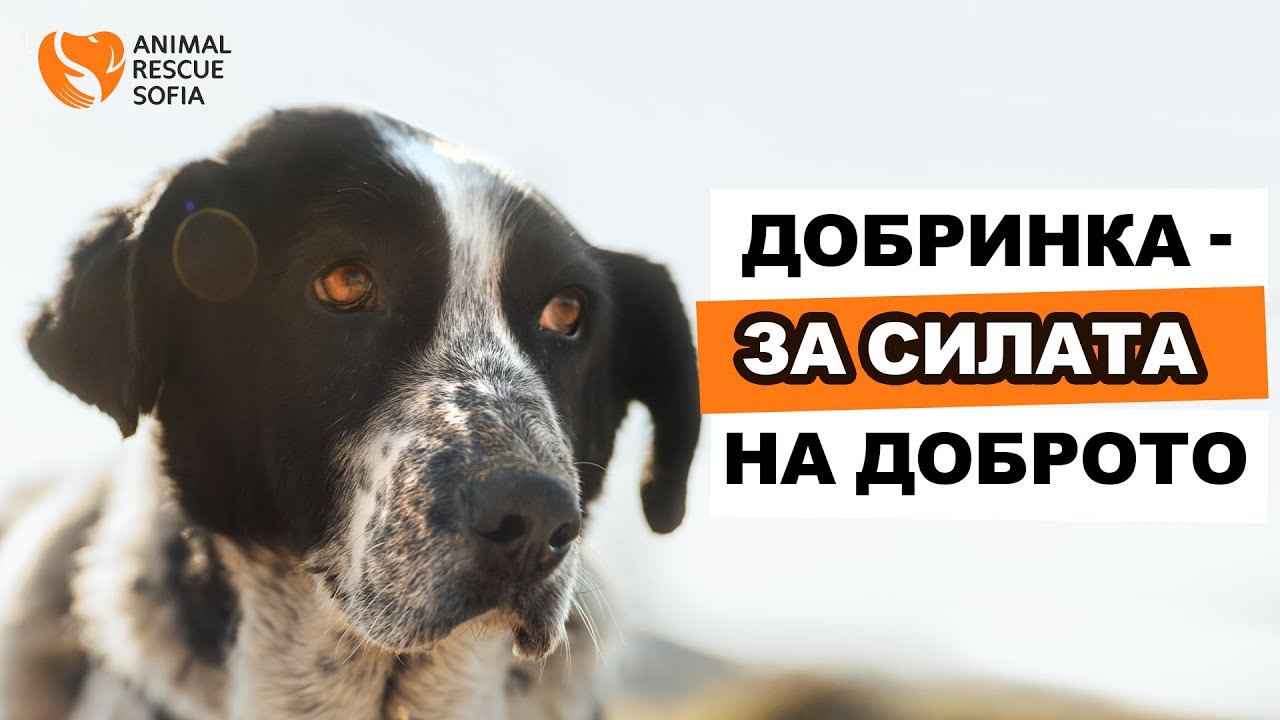 Добринка - силата на доброто