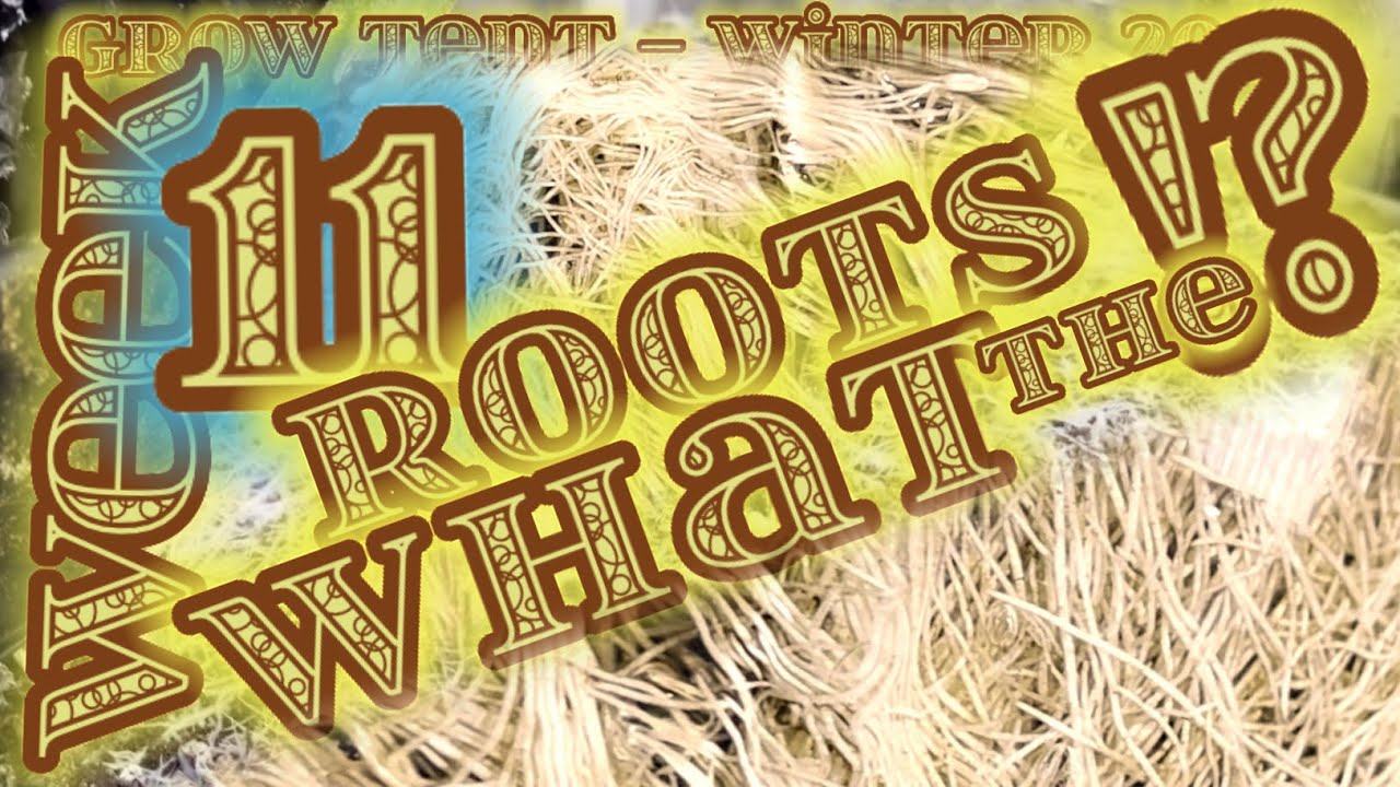 Complete Grow Series WEEK 11 | Earthbox Sub-Irrigation Planter | Probiotic Living Soil | Winter 202