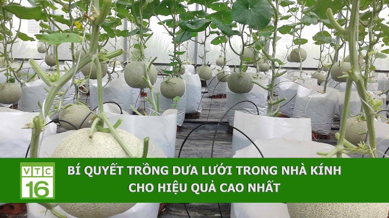 Bí quyết trồng dưa lưới trong nhà kính cho hiệu quả cao nhất | VTC16
