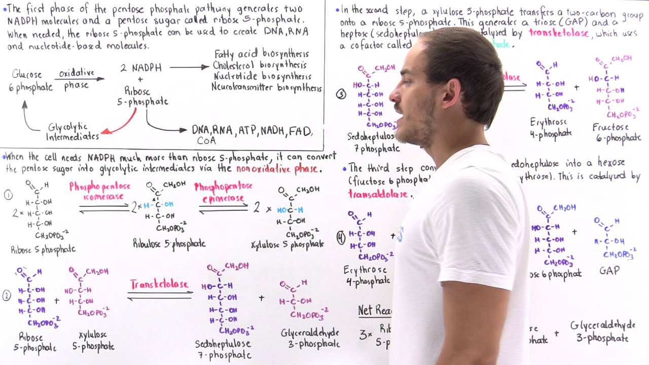 Nonoxidative Phase of Pentose Phosphate Pathway