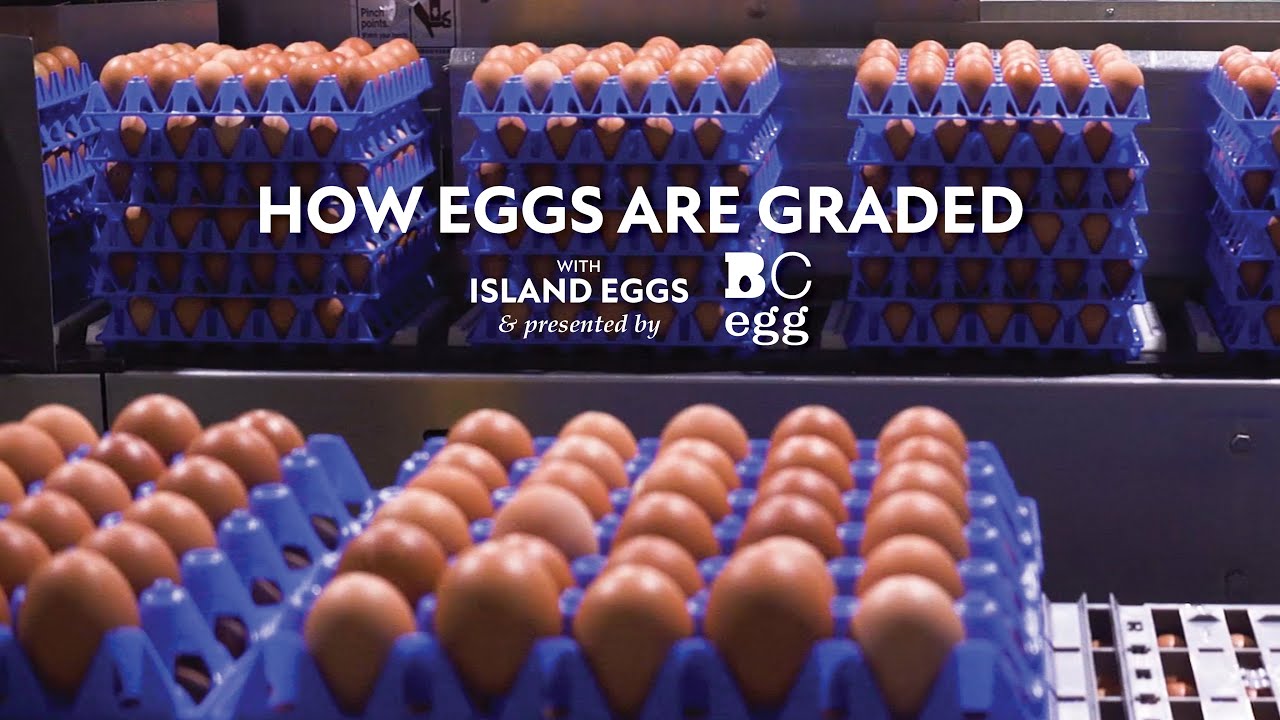 How Eggs Are Graded: Inside A Grading Station With BC Egg