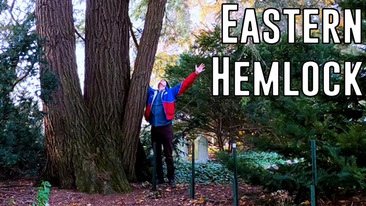 The Biggest Eastern Hemlock Tree In Connecticut (Champion Tree Hunting)