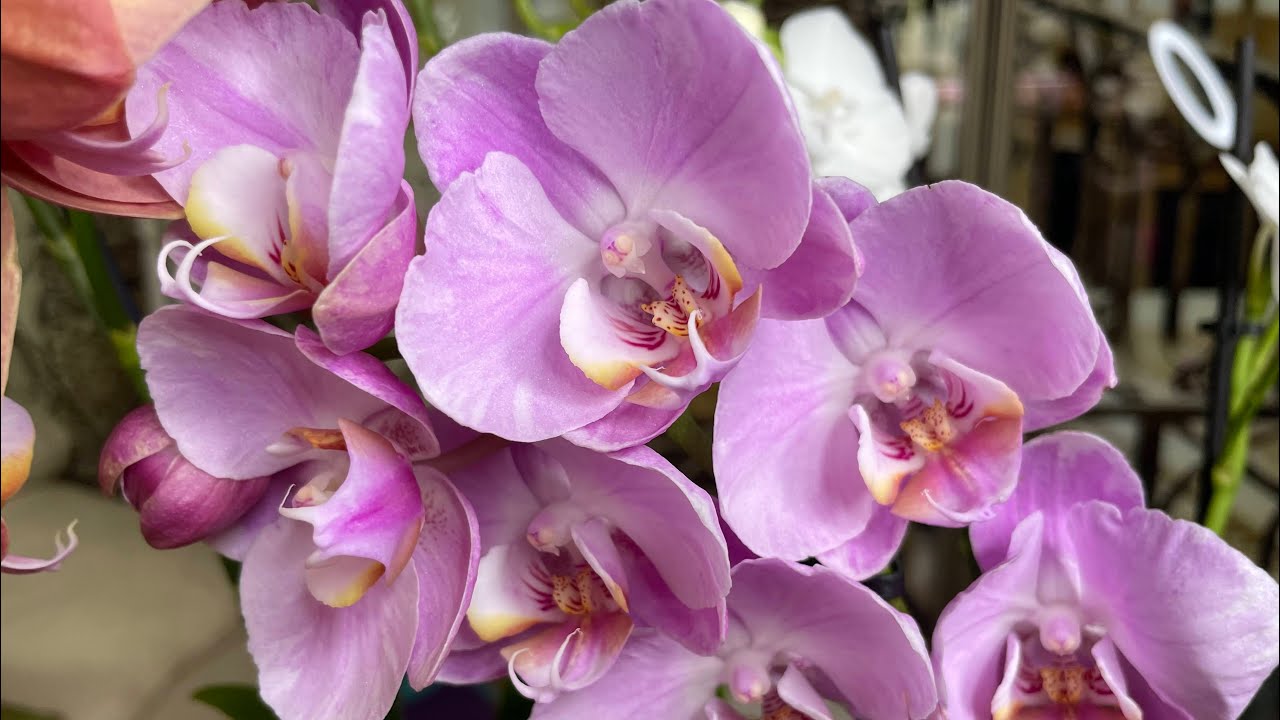 Пересадка орхидеи в закрытую систему 🌸 Фаленопсис Розовый Мир 🌸 Phalaenopsis Pink Peace
