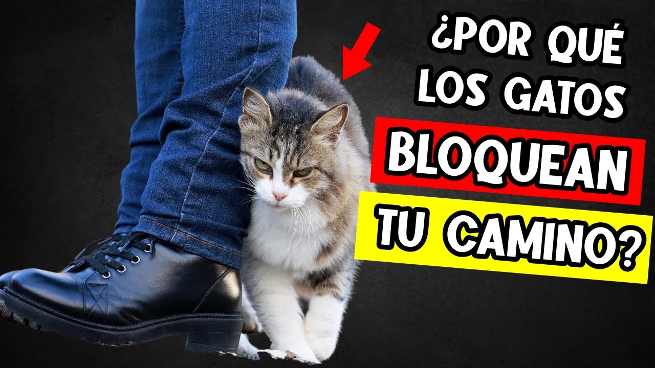Si tu gato te BLOQUEA el paso, ESTO es lo que te quiere decir 🦶🐈
