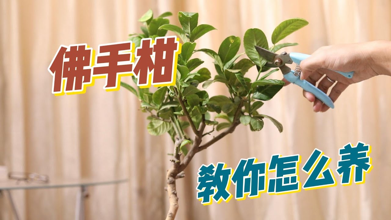 佛手柑怎么养？园艺师教你，佛手柑的详细养护技巧