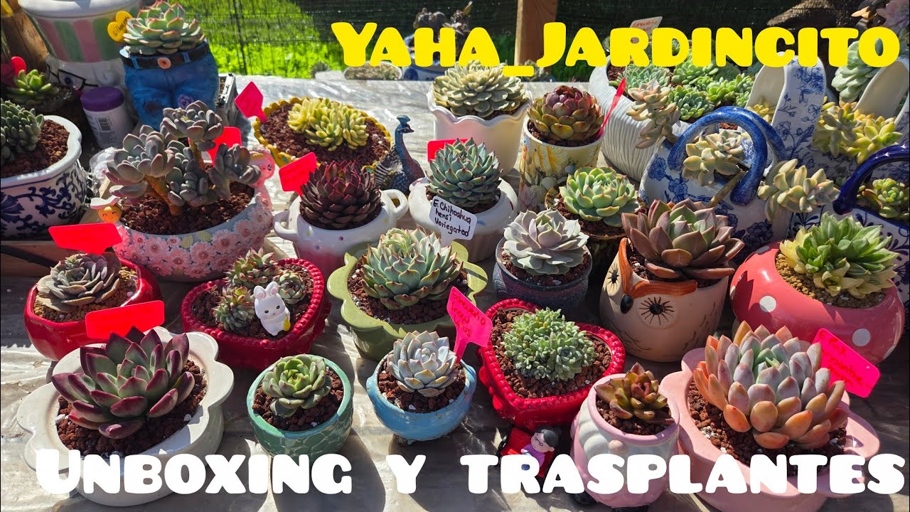Llego cajita Feliz 