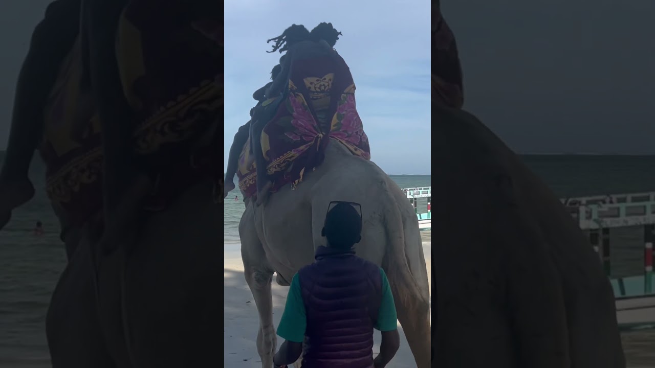 Riding A Camel on Nyali Beach 