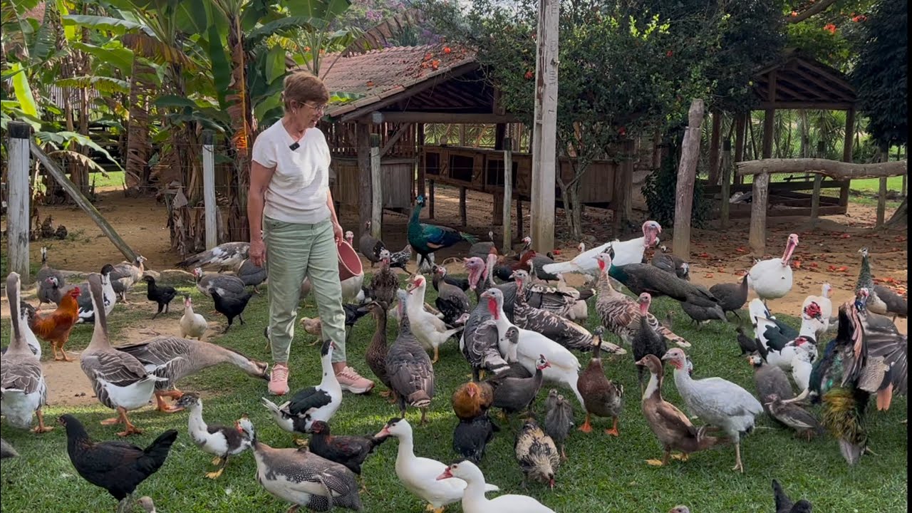 A CRIAÇÃO DE AVES E OS LINDOS PAVÕES QUE SÃO CRIADOS SOLTO, AQUI  NA NOSSA POUSADA.