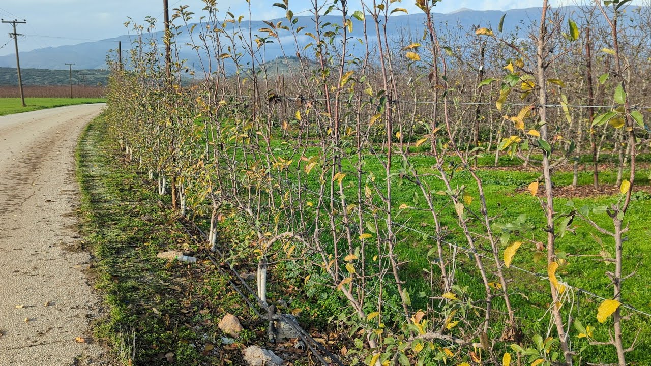 Pruning Part 2. GuyoTree System. Gala schnico red variety.
