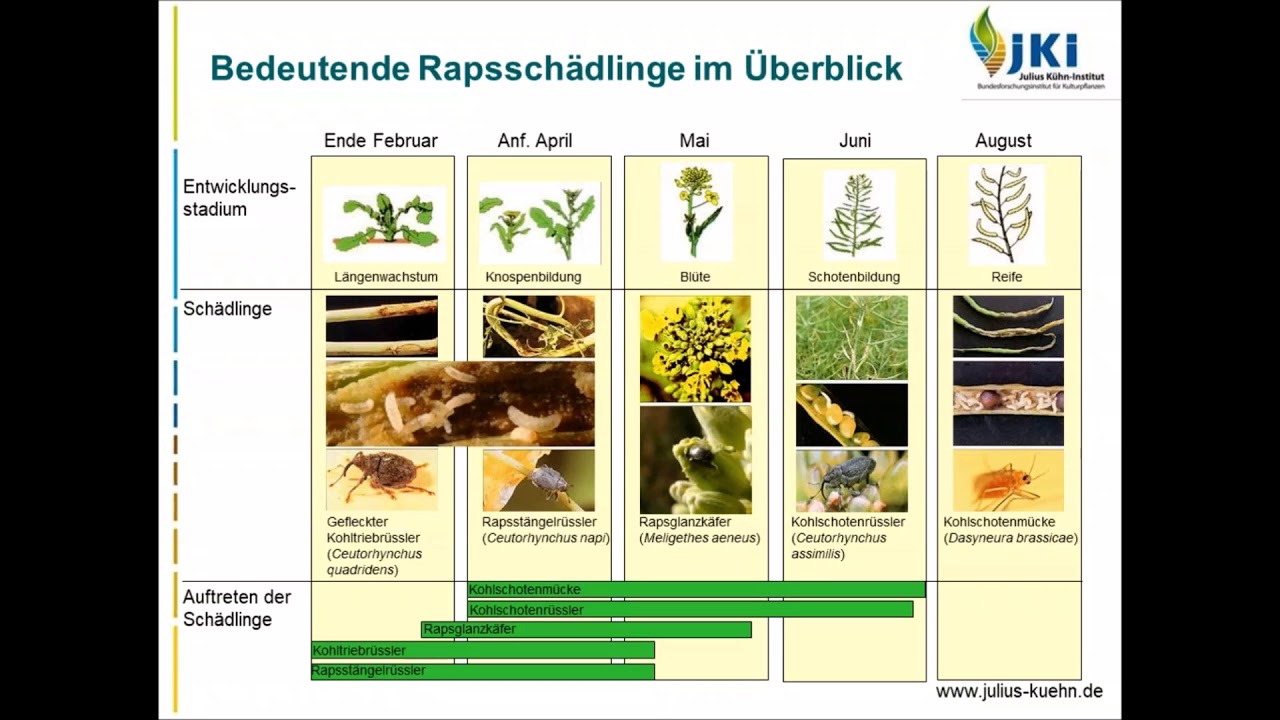 Rapsanbau im Ökolandbau - eine Herausforderung für den Pflanzenschutz