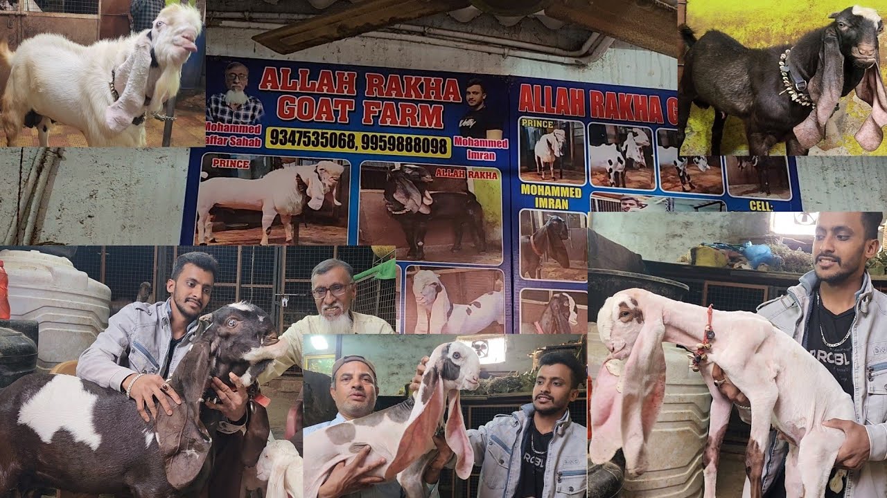 Jaffer Chacha Ki Unbelievable Hyderabadi Collection | Showcasing Beautiful Breeding Setup Hyderabad
