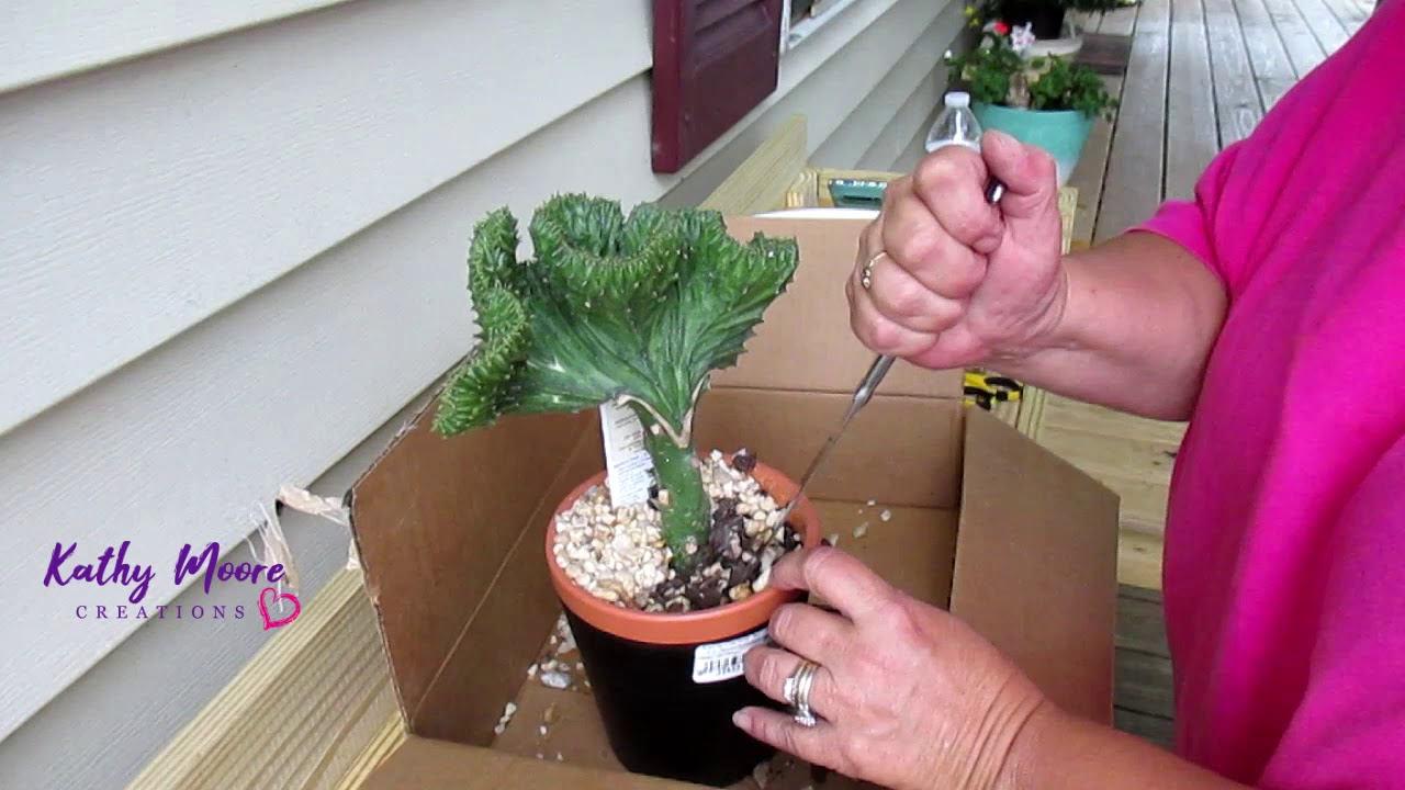 Coral Cactus Rescue