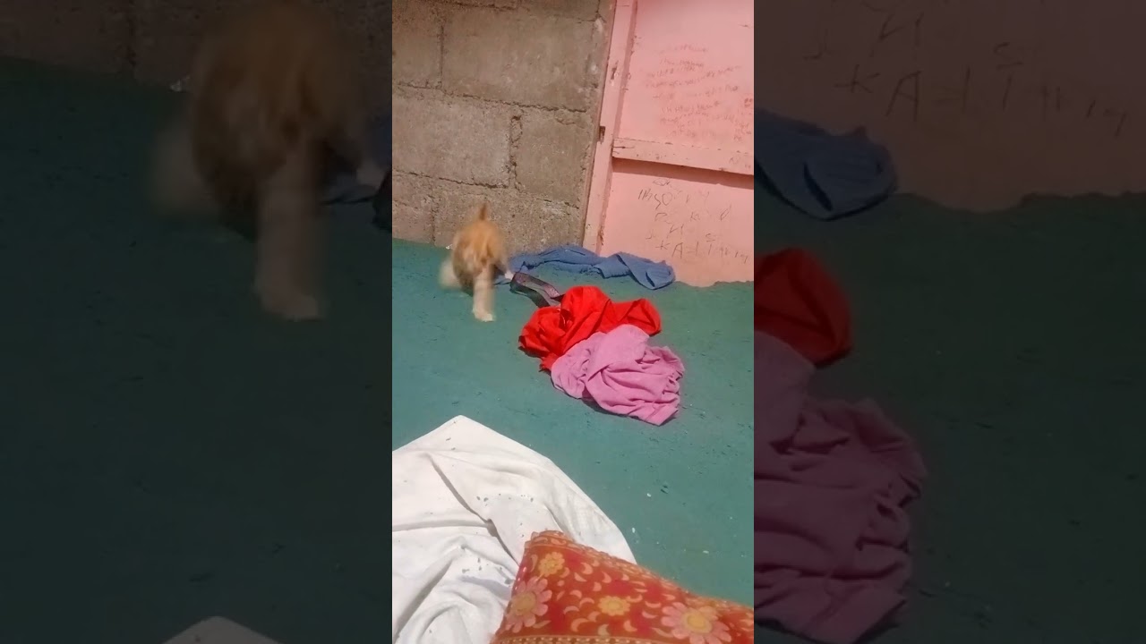 Yan po ang alaga kong pusa mga idol