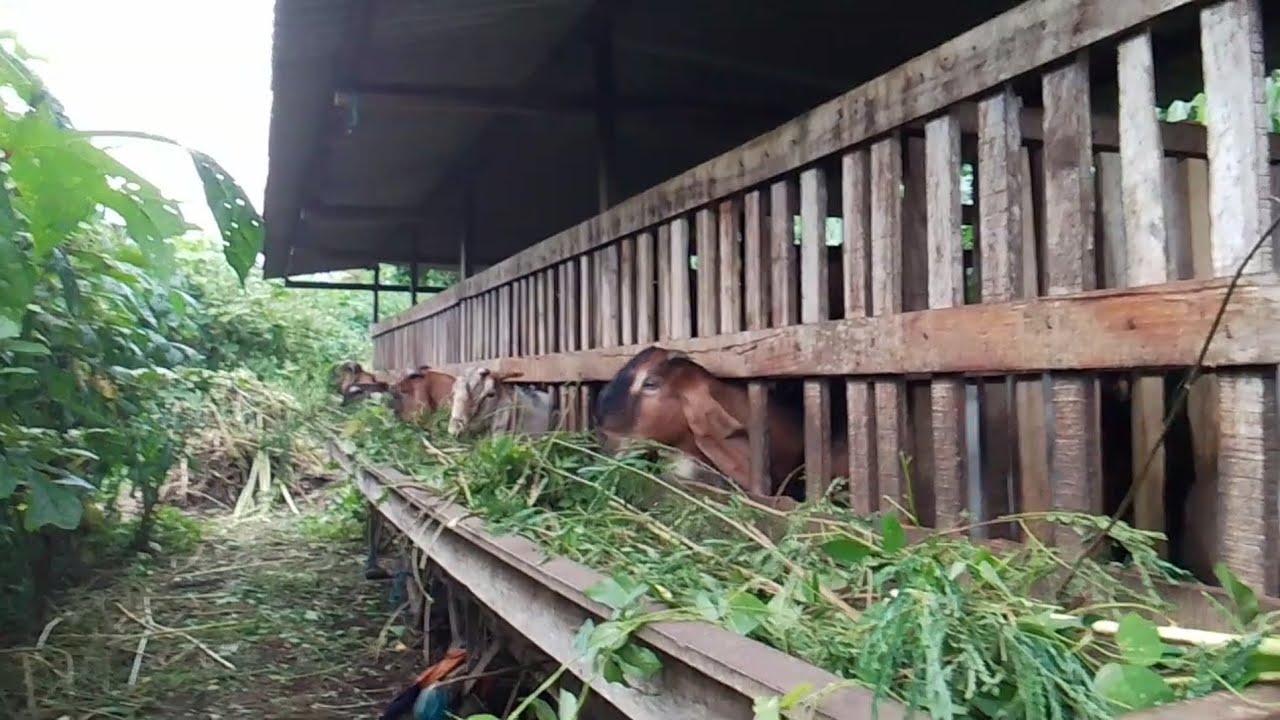 MAU JUAL KAMBING ,TAPI MOLANG NYA BELUM DATANG 