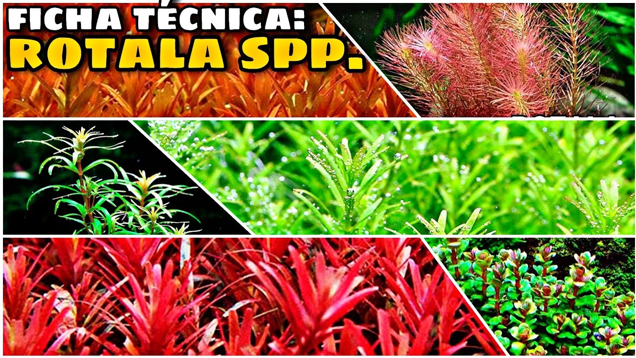 ROTALA SPP. - O QUE VOCÊ PRECISA SABER