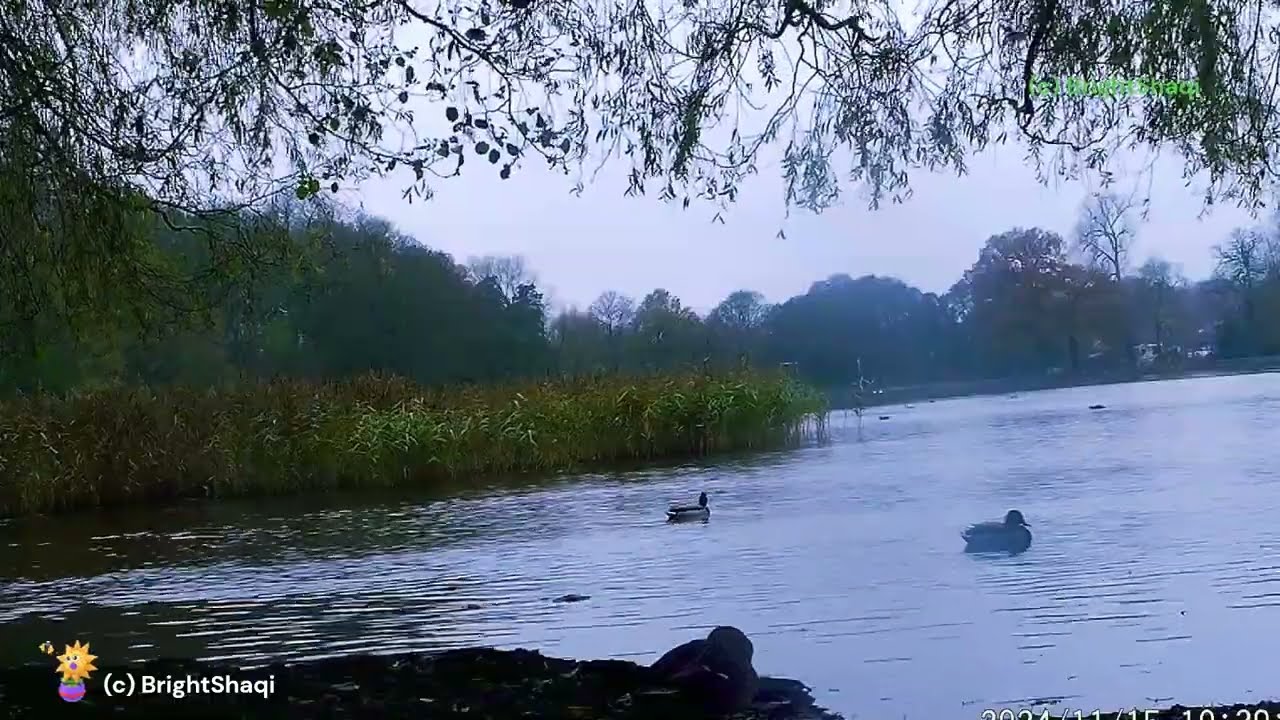 🌿🦆Tranquil River Bliss 🦆 | Relaxing Ducks & Flowing Water for Therapy & Sleep #Wollaton #nature 🌿💧