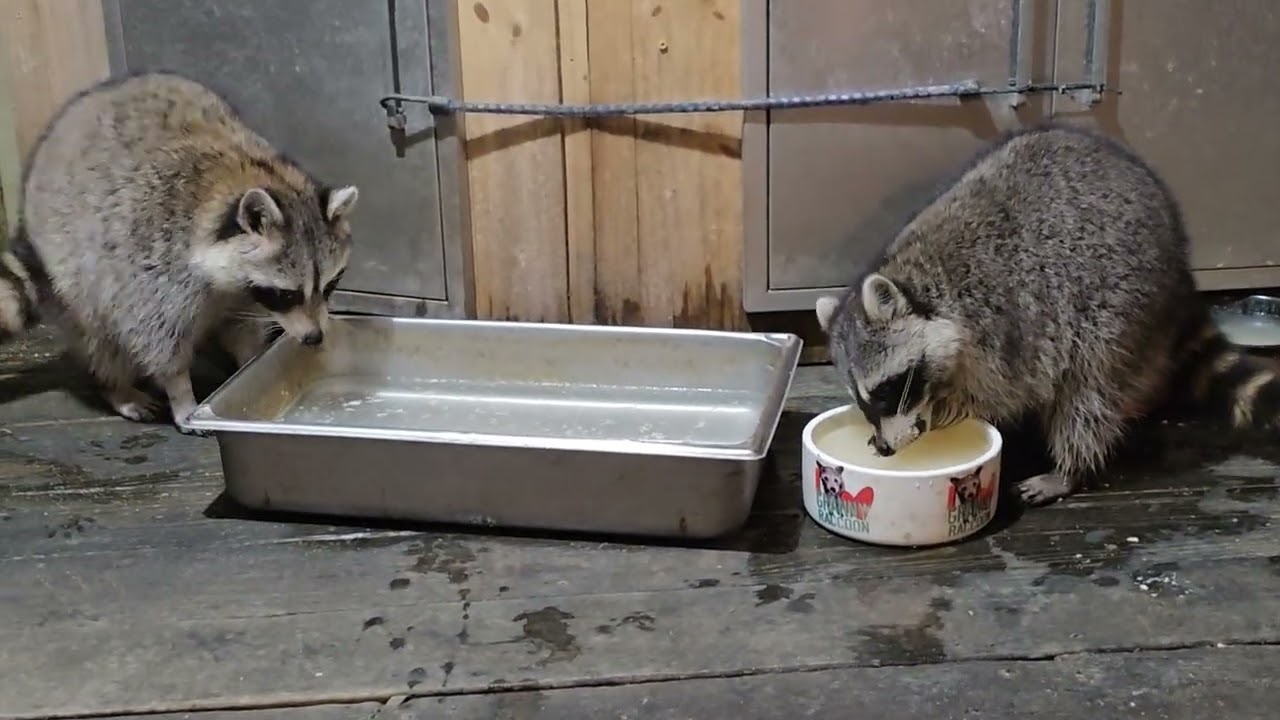 Wednesday January 7th ASMR wonderful raccoon visitors ❤️❤️