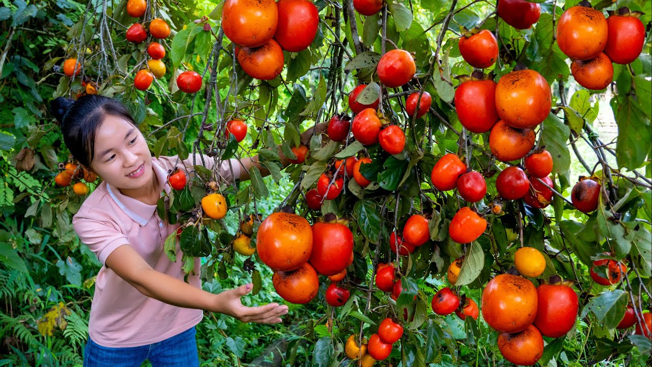 Harvest PERSIMMON goes to the market sell | Ella Daily Life