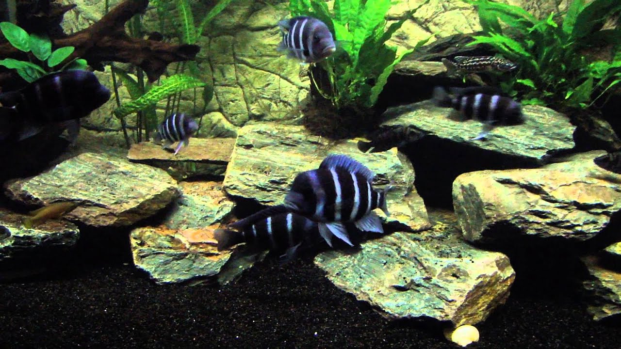 Frontosa ikola blue lightning vor der Fütterung