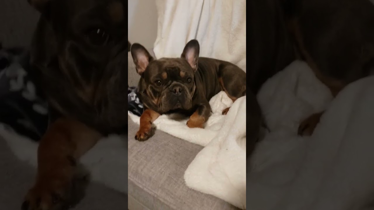 #bulldoglove #frenchbulldog #mountainman #simplelifestyle #glorytogod #tinyfarm