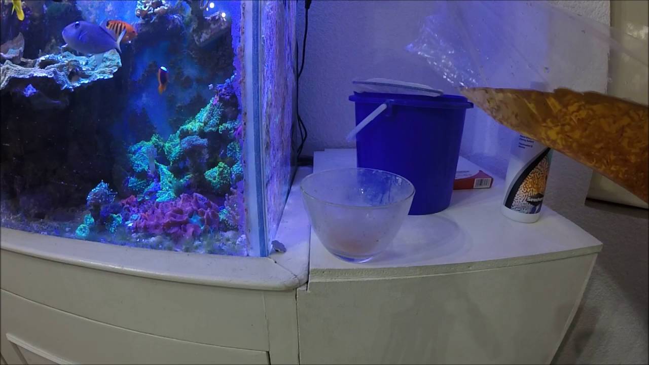 Cómo fortalecer a tus peces||||||🐡  🐠