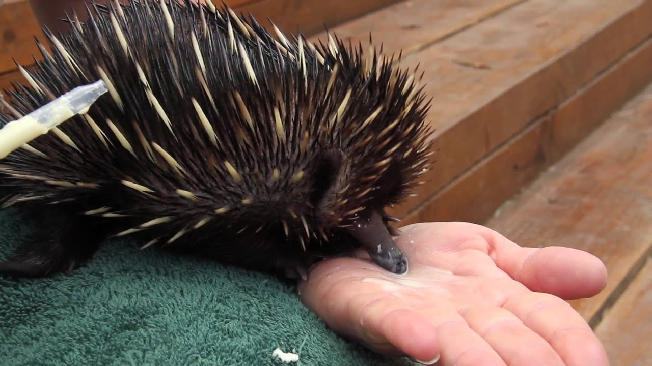 Bulldozer can't stop Echidna puggle