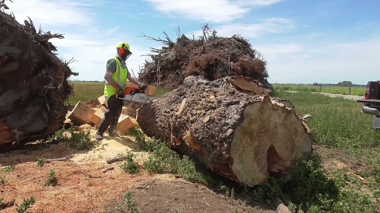 Stihl MS 881 and 066 Eat Old Man Pine Part 1