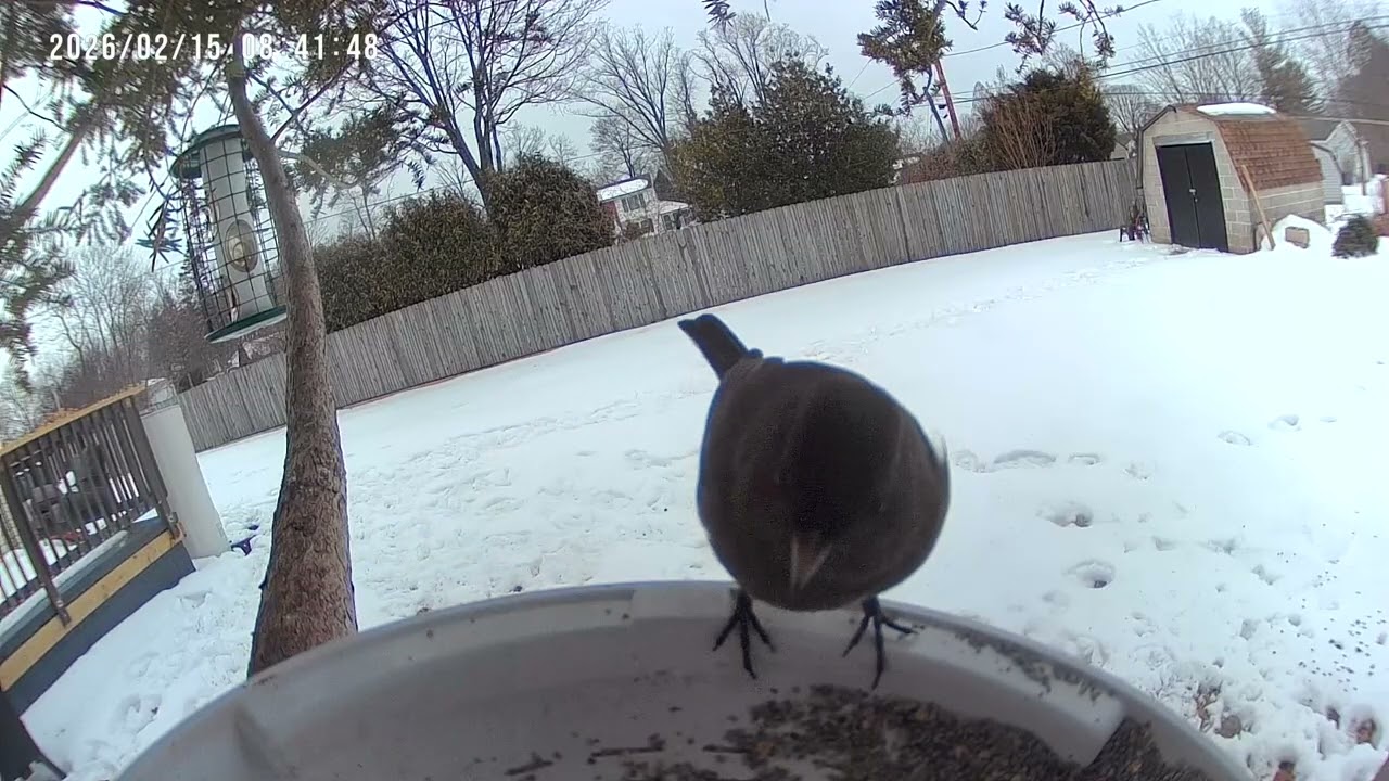 Birds & Squirrels on Bird Feeder Cam on Snowy Day 2K #birds #birdsforcatstowatch #birdidentification