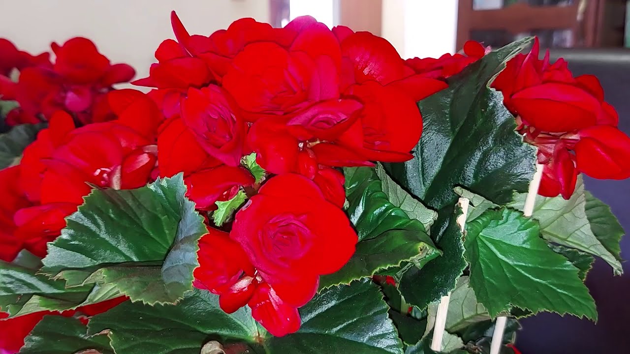 Как ухаживать за бегониями
