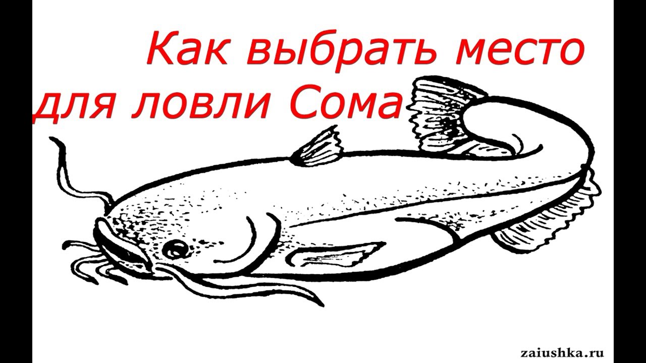 Ловля Сома для начинающих. Как выбрать место для ловли Сома. Catfish.