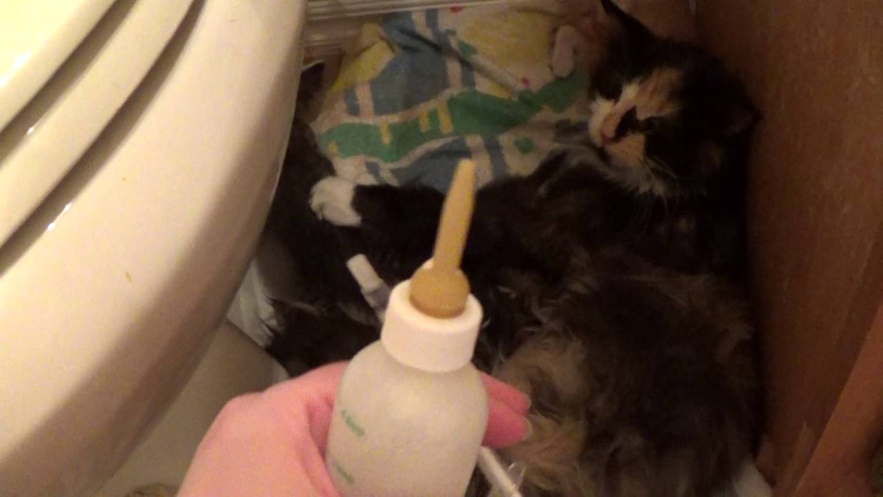 Kitten Update ~ Surrogate Mom Cat  Adopts New Litter~ Adorable & Playing ~ 15 Foster Cats!