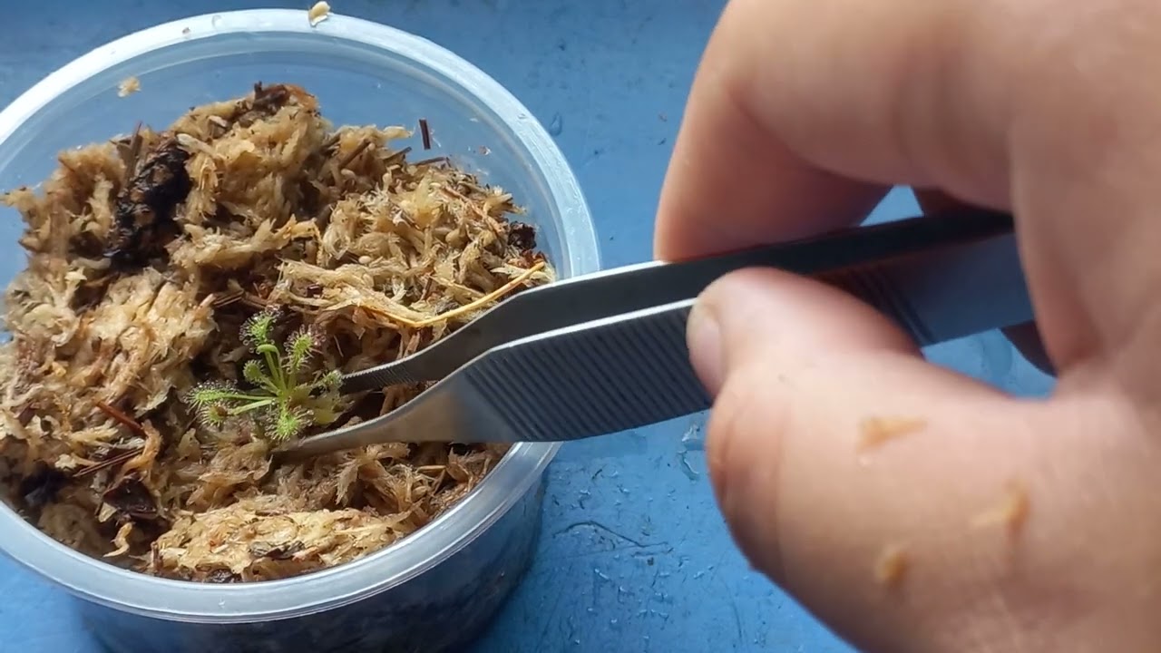 Repotting my drosera capillaris