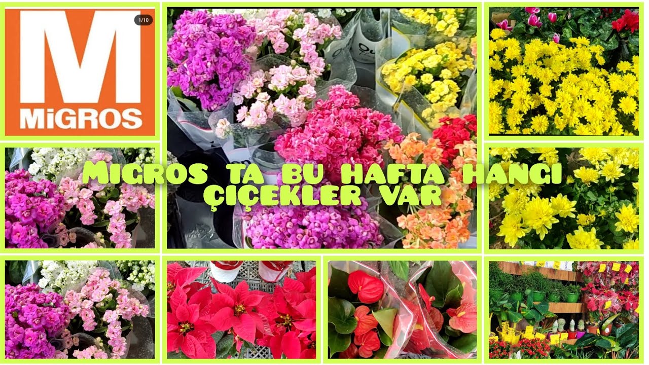 📣 MİGROS TA BU HAFTA CANLI ÇİÇEKLER ÇİÇEK PAZARINDA SONBAHAR ÇİÇEKLERİ