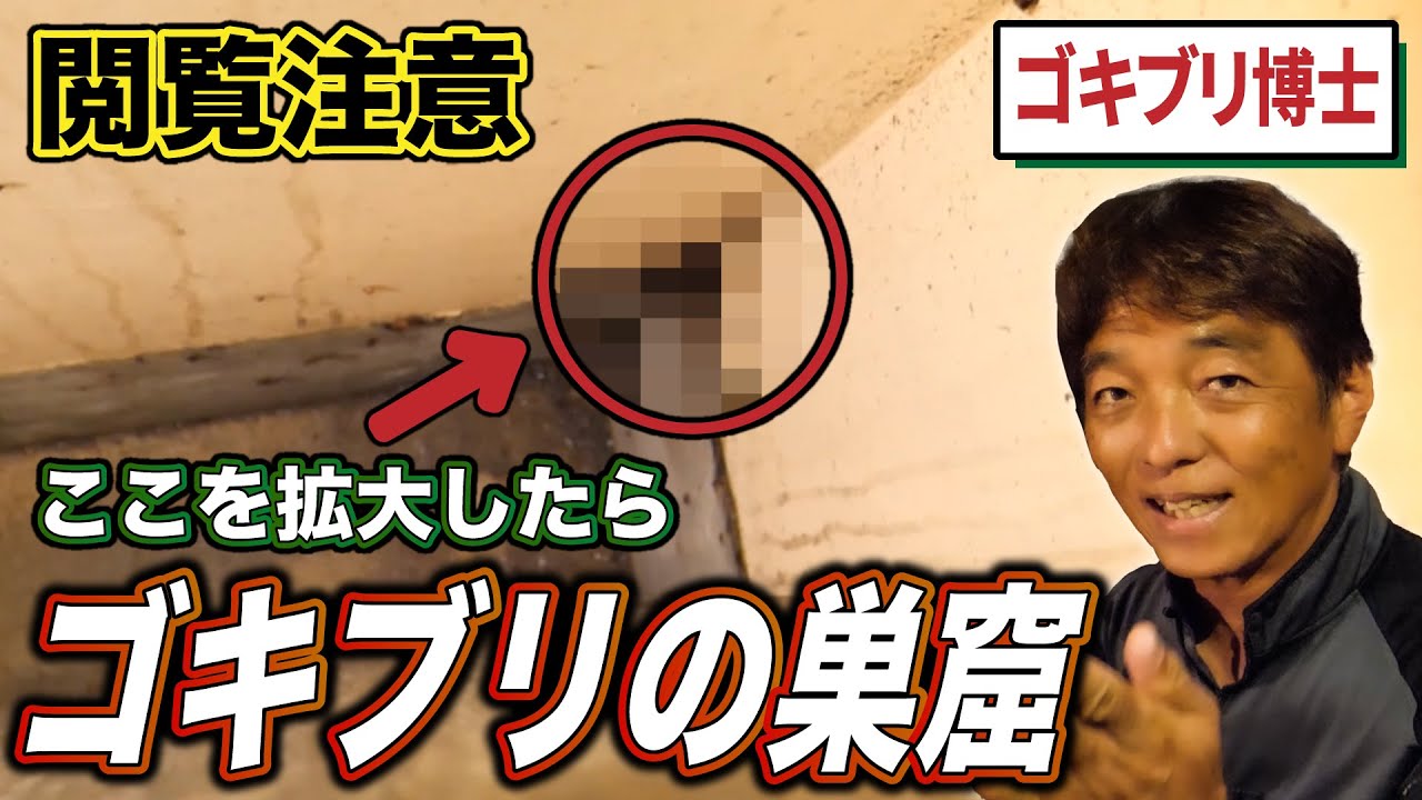 【ゴキブリ大量発生】プロの害虫駆除術をお見せします!!前編【ゴキブリ駆除】【飲食店】【大量発生】