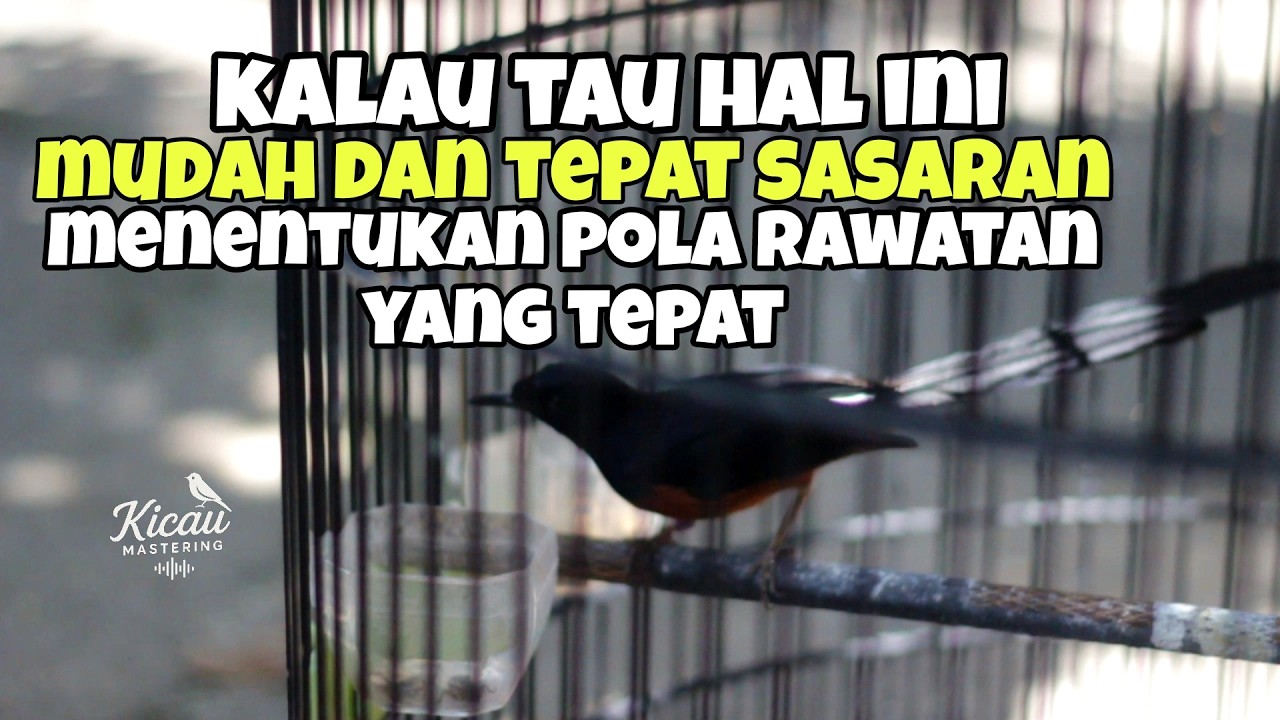 Kunci penting murai batu agar gampang ketemu settingan yang pas