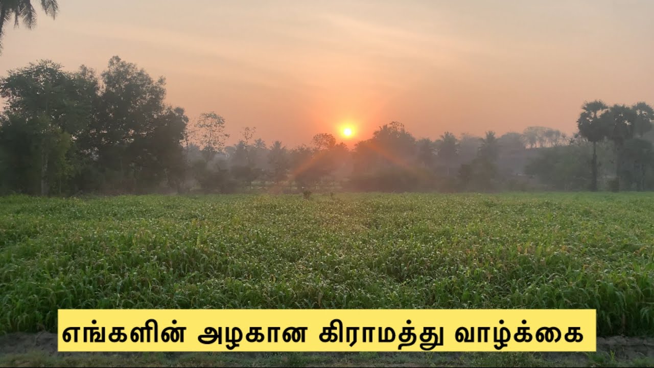 கிராமத்து வாழ்க்கை- சிவராத்திரி ஸ்பெஷல் அறுவடை | Namma Ooru Farmer