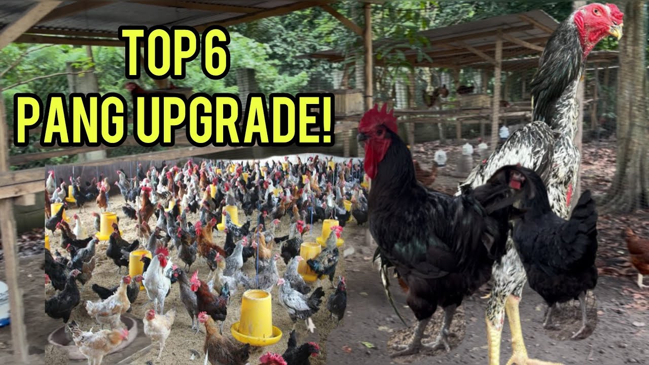 TOP 6 BREED KO NA PANG UPGRADE SA NATIVE MO!